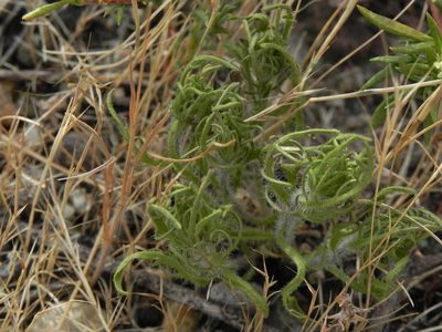 Dicranostegia orcuttiana, photographed by James C. Davis