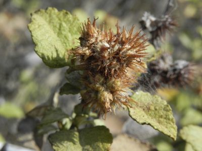 Ambrosia chenopodiifolia, photographed by James C. Davis