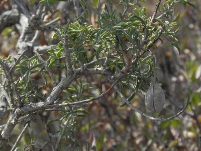 Cleomella arborea, photographed by James C. Davis