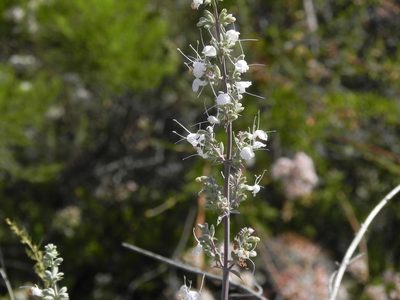 Salvia apiana, photographed by James C. Davis