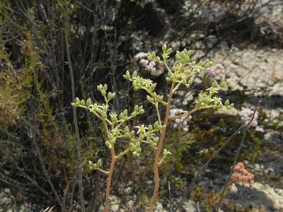 Dudleya edulis, photographed by James C. Davis