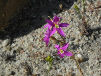 Zeltnera venusta, photographed by James C. Davis
