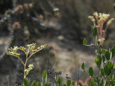 Dudleya edulis