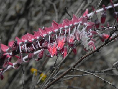 Dudleya pulverulenta, photographed by James C. Davis