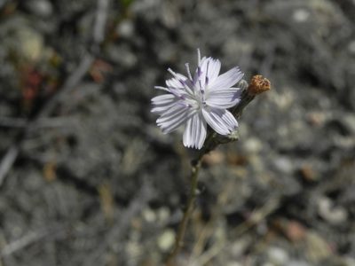 Stephanomeria diegensis, photographed by James C. Davis