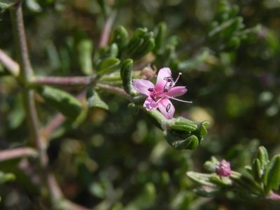 Frankenia salina, photographed by James C. Davis