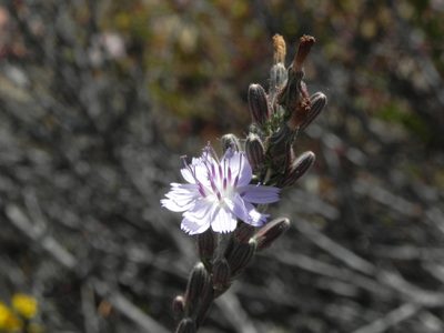 Stephanomeria diegensis, photographed by James C. Davis