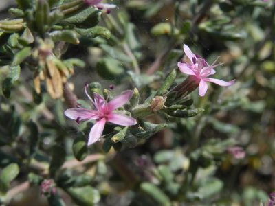Frankenia salina, photographed by James C. Davis