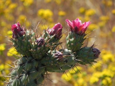 Cylindropuntia prolifera, photographed by James C. Davis