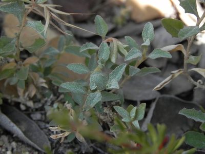 Atriplex semibaccata, photographed by James C. Davis