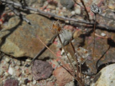 Plantago erecta, photographed by James C. Davis