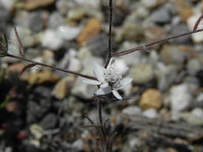 Osmadenia tenella, photographed by James C. Davis