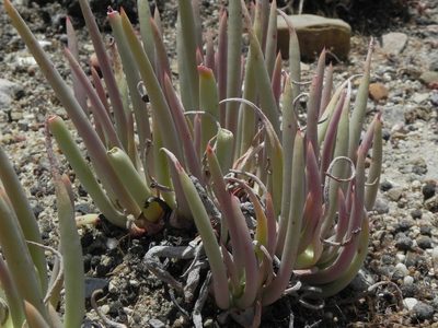 Dudleya edulis, photographed by James C. Davis