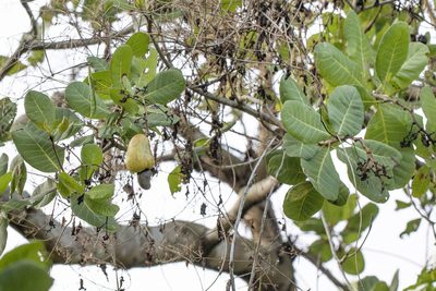Anacardium occidentale, photographed by Kristof Zyskowski