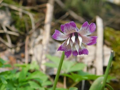 Erythronium sibiricum, photographed by Елена Радостева
