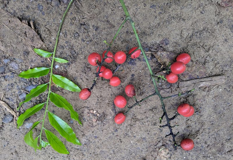 Ganophyllum falcatum, photographed by Kristof Zyskowski