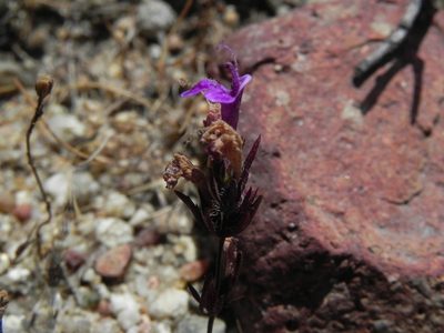 Pogogyne nudiuscula, photographed by James C. Davis