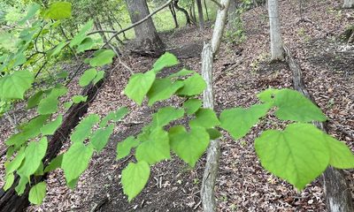 Cercis canadensis, photographed by jcollatz