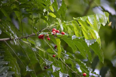 Ganophyllum falcatum, photographed by Kristof Zyskowski