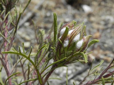 Dicranostegia orcuttiana, photographed by James C. Davis
