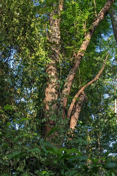 Ganophyllum falcatum, photographed by Kristof Zyskowski