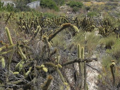 Bergerocactus emoryi