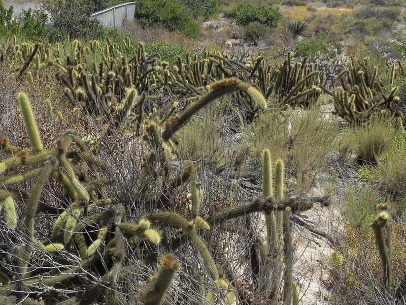 Bergerocactus emoryi, photographed by James C. Davis