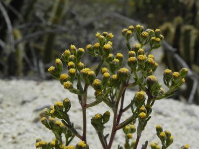 Amblyopappus pusillus