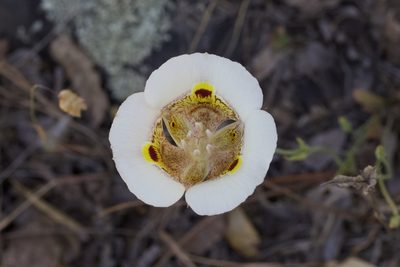 Calochortus superbus, photographed by Arvel Hernandez