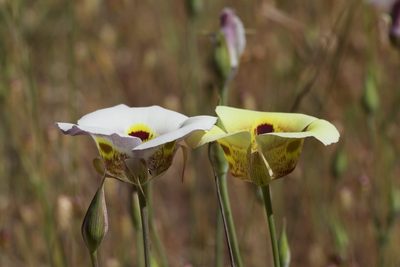 Calochortus superbus, photographed by Arvel Hernandez