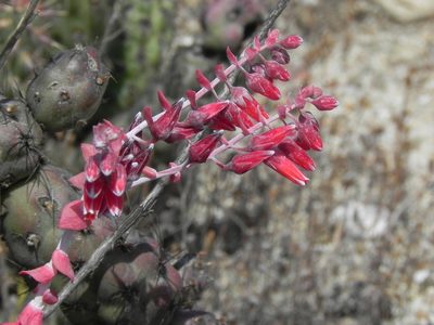 Dudleya pulverulenta, photographed by James C. Davis