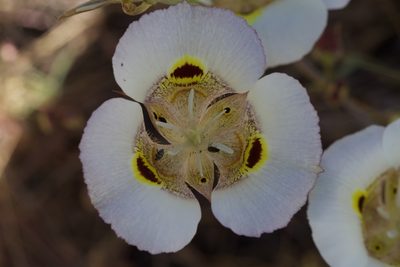 Calochortus superbus, photographed by Arvel Hernandez