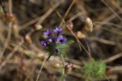 Navarretia pubescens, photographed by Arvel Hernandez