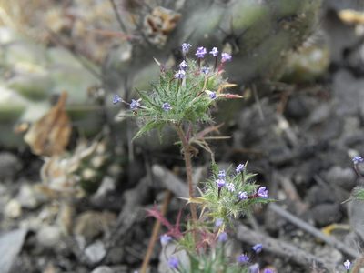 Navarretia hamata, photographed by James C. Davis