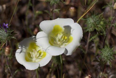 Calochortus superbus, photographed by Arvel Hernandez
