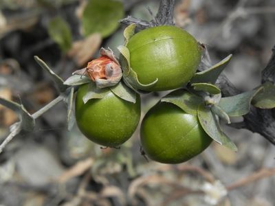 Simmondsia chinensis, photographed by James C. Davis