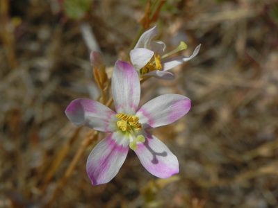 Zeltnera venusta, photographed by James C. Davis
