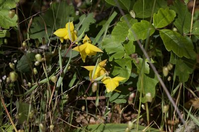 Calochortus amabilis, photographed by Arvel Hernandez