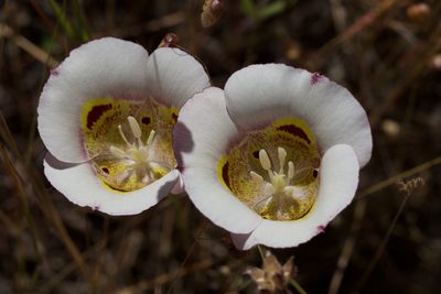 Calochortus superbus, photographed by Arvel Hernandez