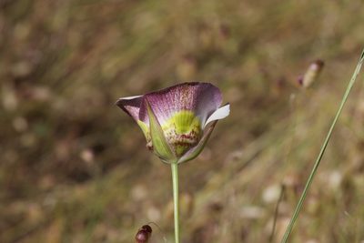 Calochortus superbus, photographed by Arvel Hernandez