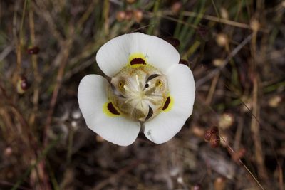 Calochortus superbus, photographed by Arvel Hernandez