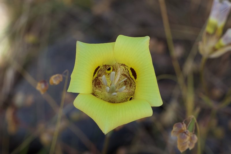 Calochortus superbus, photographed by Arvel Hernandez