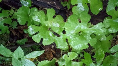 Sanguinaria canadensis, photographed by José Garrido