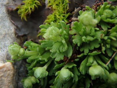 Saxifraga exarata, photographed by Daniel Cahen