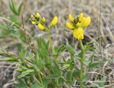 Thermopsis rhombifolia, photographed by Eric Lamb