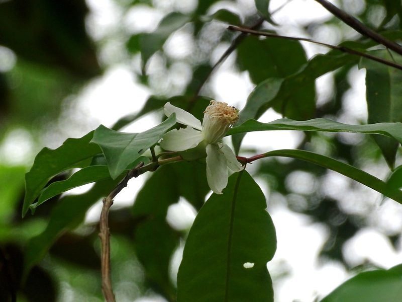 Psidium friedrichsthalianum, photographed by Alexis López Hernández