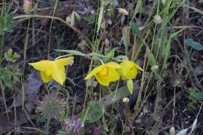 Calochortus amabilis, photographed by Arvel Hernandez