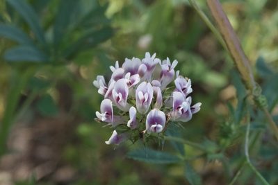 Trifolium obtusiflorum