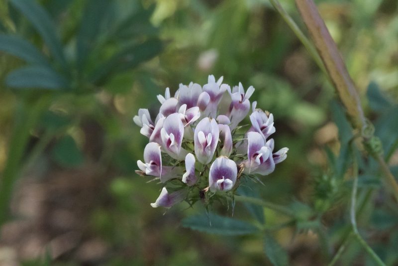 Trifolium obtusiflorum, photographed by Arvel Hernandez