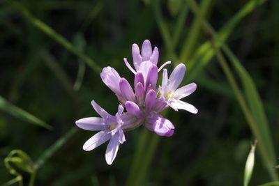 Dichelostemma congestum